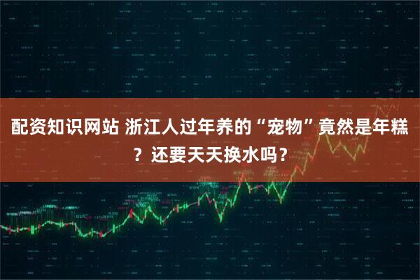 配资知识网站 浙江人过年养的“宠物”竟然是年糕？还要天天换水吗？